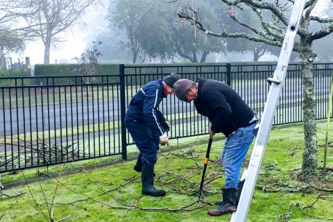 Trimming the trees on the boundary